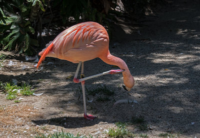 Flamingo