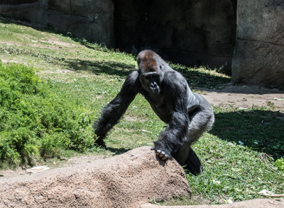 Silverback Gorilla