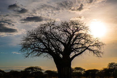 Baobab Tree: Africa's Iconic 'Tree of Life'