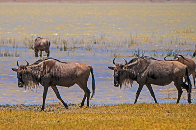 Wildebeest in the Marshes