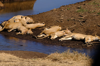 Female Lions Napping