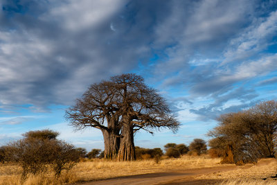 Tree of Life Baobab Tree