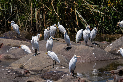 Egrets on Hippo Backs