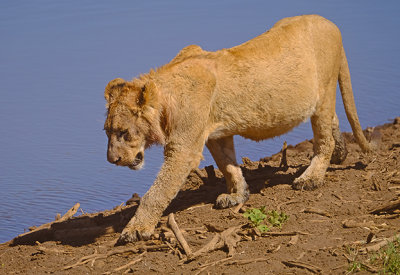 Well-Fed Lioness