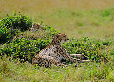 Cheetah with baby hidden on the grass mound behind her