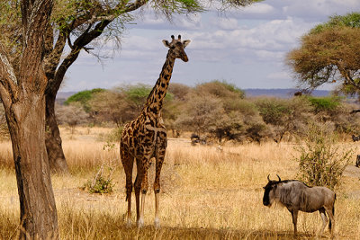 Giraffe & Wildebeest