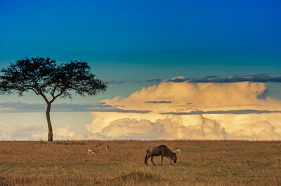 Kenya-Tanzania Safari