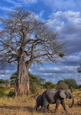 Elephants & Baobab Tree