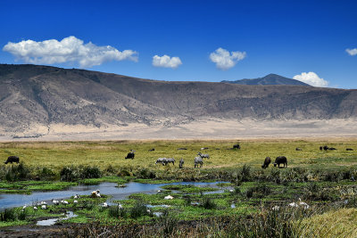 Marshland of Ngorongoro Conservation Area