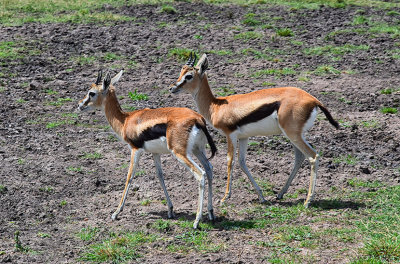 Thomson's Gazelles