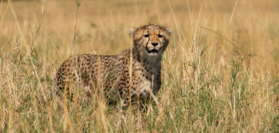 Young Cheetah Learning to Stalk Prey