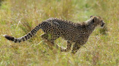 Cheetah On the Run
