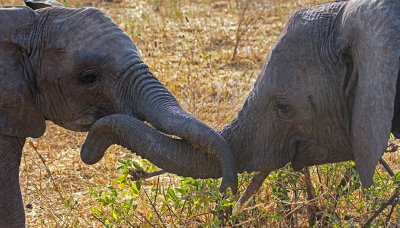 Juvenile Elephants Play