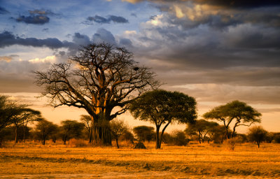 A Variety of Tanzania's Trees