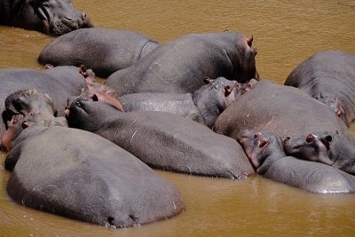Hippo Pond