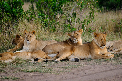 Females and Juvenile Cubs at Rest