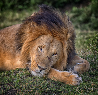 The King at Rest*