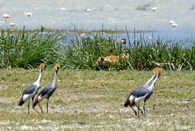 Crowned Cranes Keeping an Eye on a Lion in the Marsh Grasses