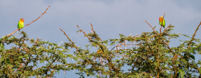 Love Birds in Acacia Tree