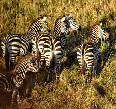 Zebras - Early Morning; Taken from Hot-Air Balloon
