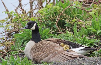 canada goose and goslings