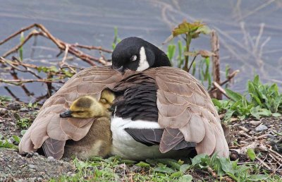 family nap time