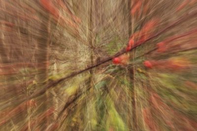 Abstract Forest and Woodland