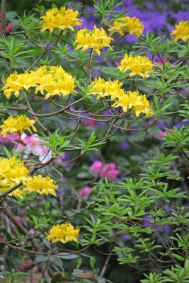 2017, 2018, Rhododendron Species Botanical Garden