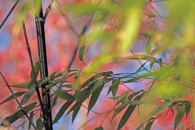 2018 Fall Bamboo