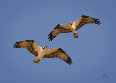 Osprey Pair-2959.jpg