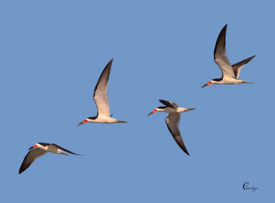 Black Skimmers-4430.jpg