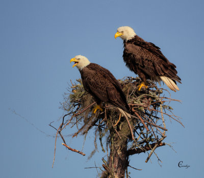 Birds of Prey