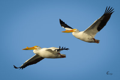 White Pelicans-6456.jpg