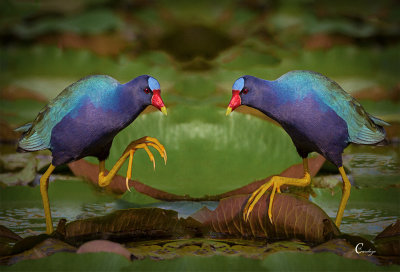 Purple Gallinules-6264.jpg