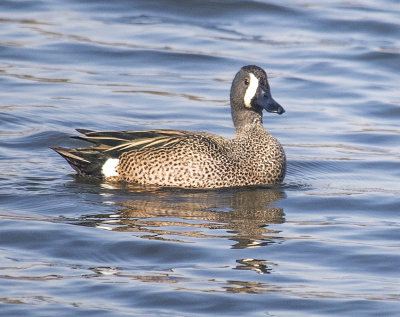 Blue Winged Teal 2 crop  pond 850pxl 3-18-17_MG-1092.jpg