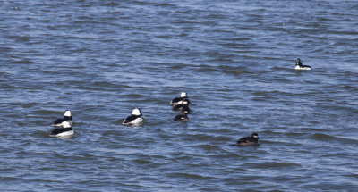 Bufflehead MF group 4 pond850pxl 3-17-17_MG-0954.jpg