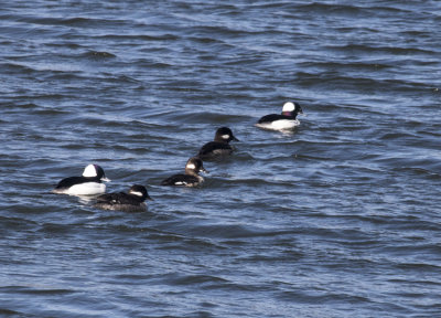 Bufflehead MF group pond850pxl 3-17-17_MG-0952.jpg