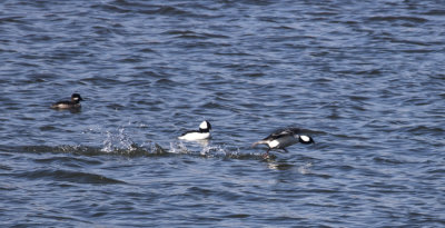 Buffleheads takeoff pond850pxl 3-17-17_MG-0975.jpg
