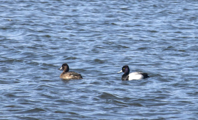 F M Lesser Scaup pond850pxl 3-17-17_MG-0930.jpg
