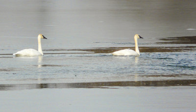 Trumpeter swans-1 Feb2013-850pxl_-1020909.jpg