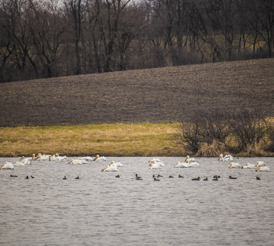 first pelicans crop3-850pxl 3-25-17_MG-1152.jpg