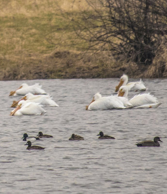 first pelicans crop4 650pxl 3-25-17_MG-1152.jpg
