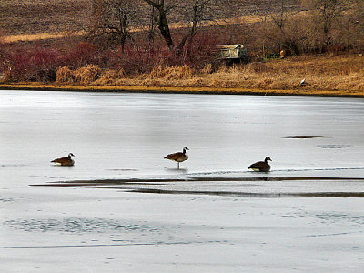geese on frozen pond b.jpg