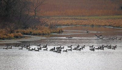 geese on pond 11-27-16 edit1-800pxl_MG_0742.jpg