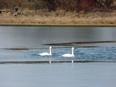 swans on the pond 2.jpg