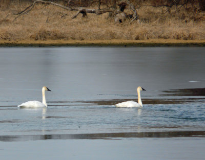 swans on the pond 3.jpg