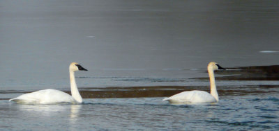 swans on the pond 4.jpg