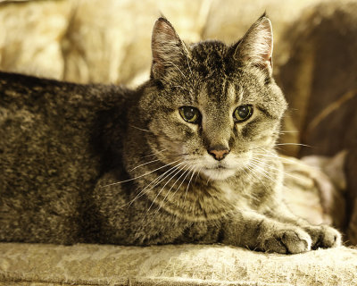 our_pets