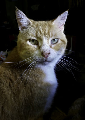 Bobby portrait 850pxl_20160902_175135-1.jpg