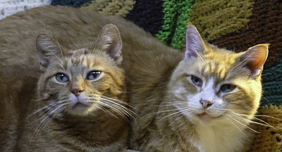 ace and bobby1-850pxl-1.jpg